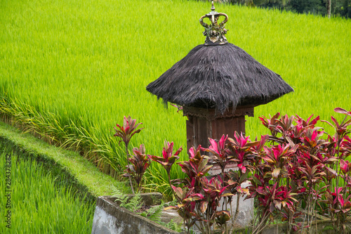 Indonesia, Bali. Terraced Subak (irrigation) Rice fields of Bali Island Shrine in field to ancestor worship. photo