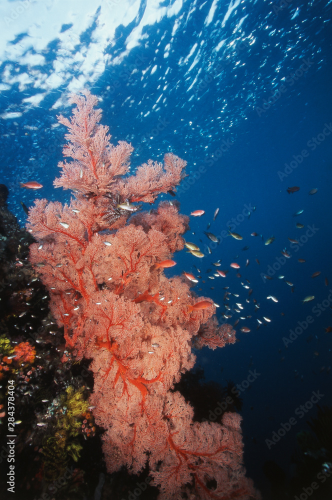 Fototapeta premium Indonesia, Komodo Islands, near surface, Gorgonian Soft Coral (Siphonogorgia)