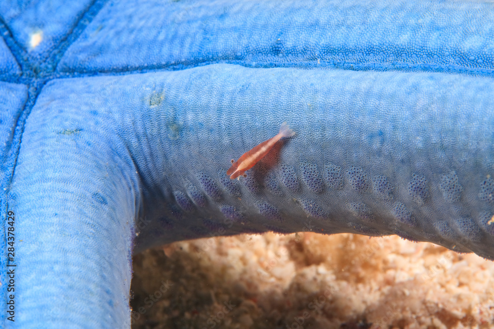 Φωτογραφία commensal shrimp on sea star, Scuba Diving at Tukang Besi/Wakatobi Archipelago Marine Preserve, South Sulawesi, Indonesia, S