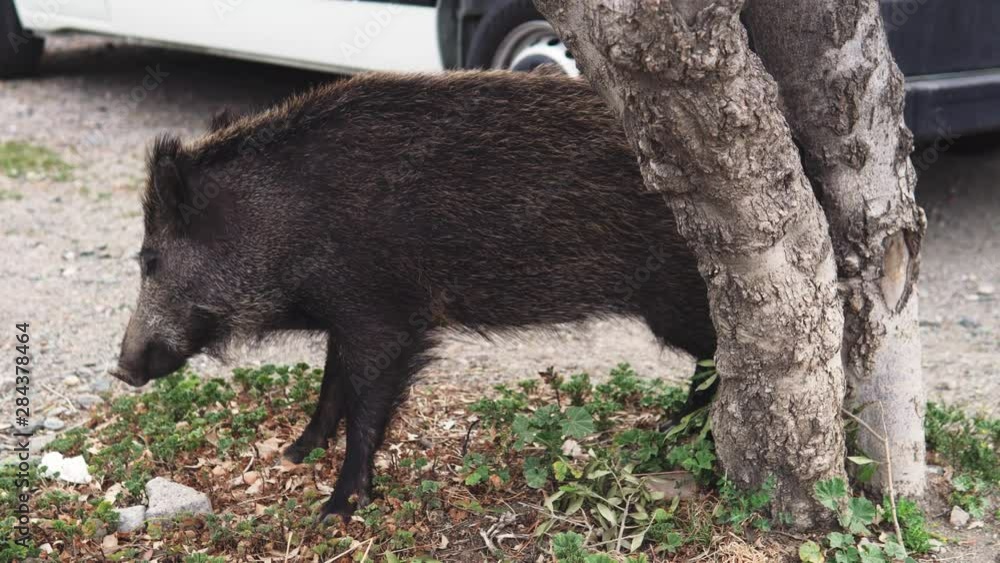 Wild boar or hog itches himself on tree. Wild animals in an urban environment or city Wild boar or hog itches himself on tree. Wild animals in an urban environment or city