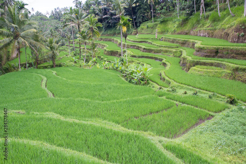 Indonesia, Bali. Terraced Subak Rice paddies of Bali Island