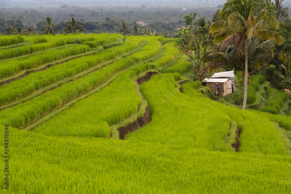 Indonesia, Bali. Terraced Subak (irrigation) Rice fields of Bali Island