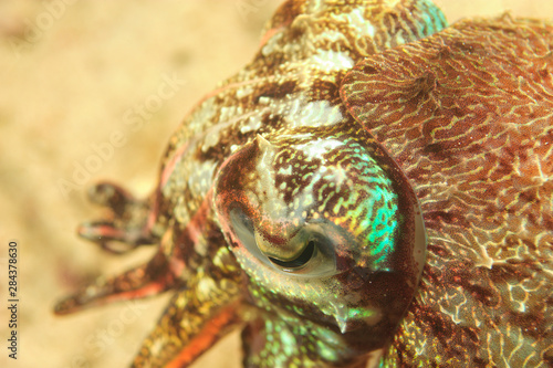 Face detail of Cuttlefish (Sepia latimanus), Banda Sea, Indonesia