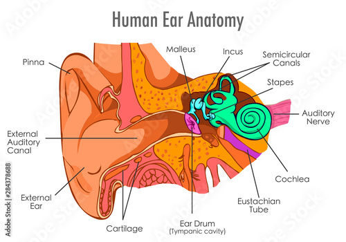 Ear anatomy. Annotated. Ear structure. Components.  Eardrum, Ossicles , three tiny bones that are attached Cavity, also called the tympanic cavity. Brush drawing vector. Medical vector illustration