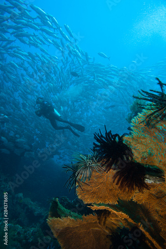 World War II Cargo Shipwreck-Liberty,Tulamben, Bali, Indonesia 