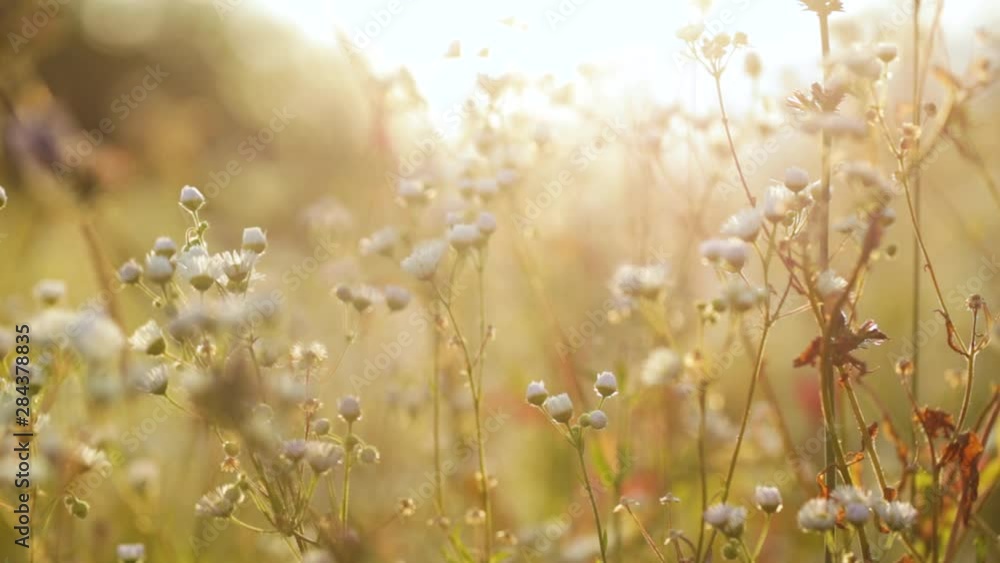 Sunny beautiful nature video background. Real time full hd footage of tiny white small daisies flowers with soft sunset or sunrise sun backlight. Sunny beautiful nature video background. Real time full hd footage of tiny white small daisies flowers with soft sunset or sunrise sun backlight.