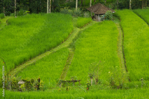 Indonesia, Bali. Terraced Subak (irrigation) Rice fields of Bali Island photo