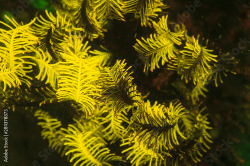 Natural occurring fluorescence in underwater crinoids (Oxycomanthus bennetti). Night dive at Kalabahi Bay, Alor Island, Indonesia photo