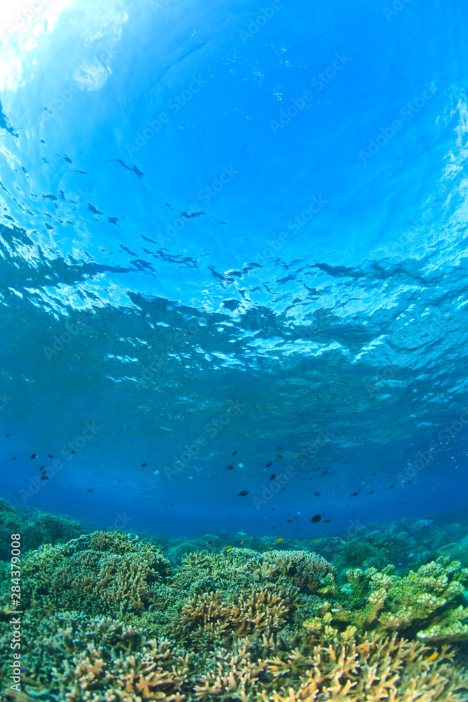 Fototapeta premium Scuba Diving at Tukang Besi/Wakatobi Archipelago Marine Preserve, South Sulawesi, Indonesia, S.E. Asia