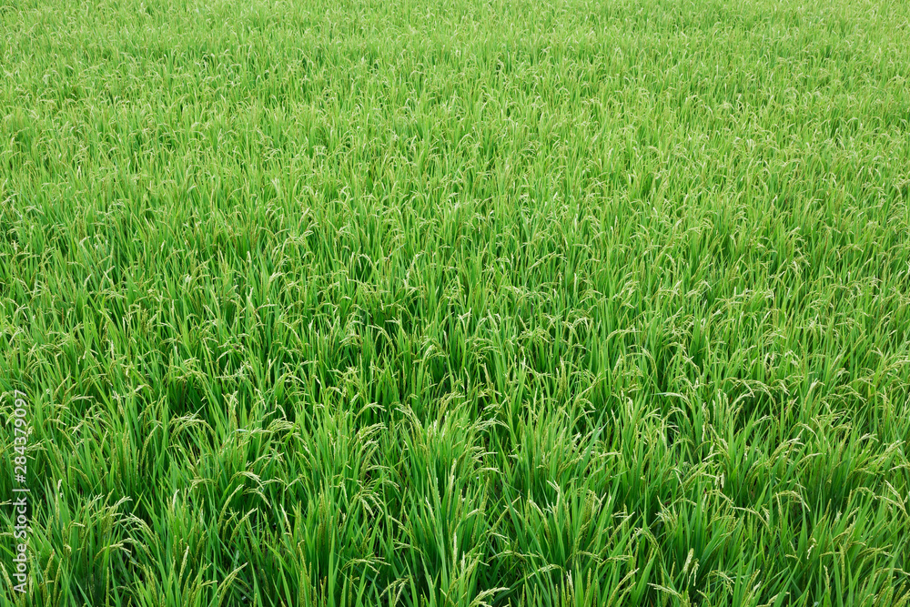 Japan, Nara, Heguri-cho. Field of growing rice stalks. Japan, Nara, Heguri-cho. Field of growing rice stalks.