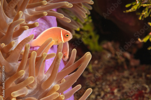 anemonefish, Scuba Diving at Tukang Besi/Wakatobi Archipelago Marine Preserve, South Sulawesi, Indonesia, S.E. Asia
