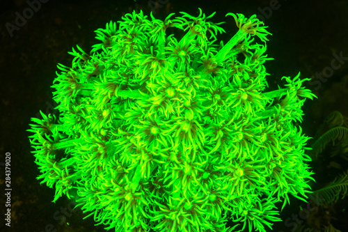 Natural occurring fluorescence in underwater mushroom leather coral (Sarcophyton sp.). Night dive at Kalabahi Bay, Alor Island, Indonesia photo