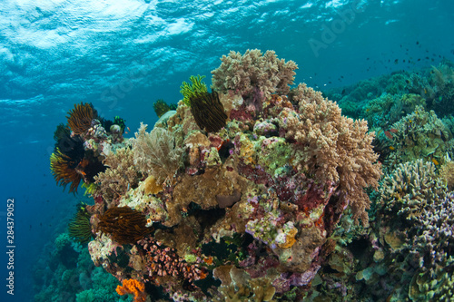 Fototapeta Naklejka Na Ścianę i Meble -  Scuba Diving at Tukang Besi/Wakatobi Archipelago Marine Preserve, South Sulawesi, Indonesia, S.E. Asia