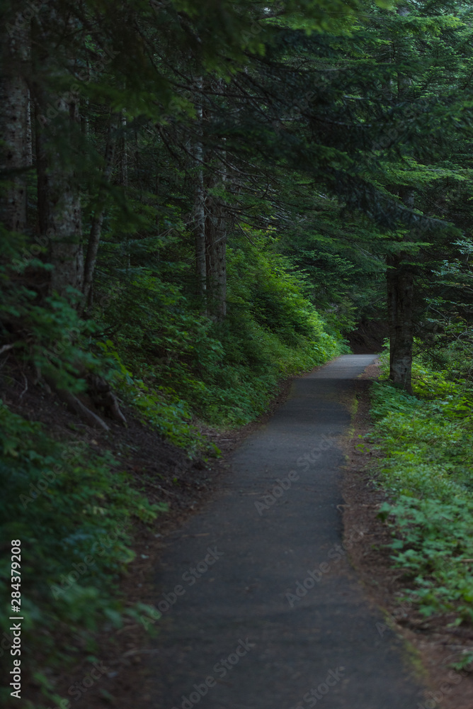 Pathway through dark lush mysterious forest Pathway through dark lush mysterious forest