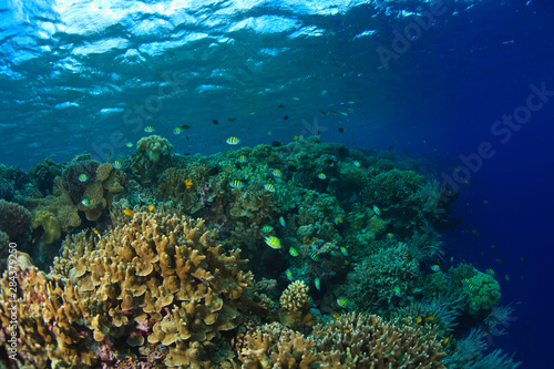 Scuba Diving at Tukang Besi Wakatobi Archipelago Marine Preserve  South Sulawesi  Indonesia  S.E. Asia