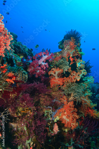 Soft corals and crinoids, Banda Sea, Indonesia © Stuart Westmorland/Danita Delimont