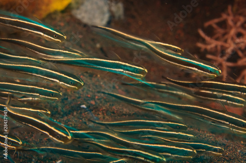 schooling striped catfish, Tulamben, Bali, Indonesia photo