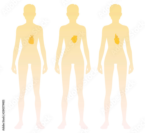Woman silhouette with heart location on body. Vector illustration