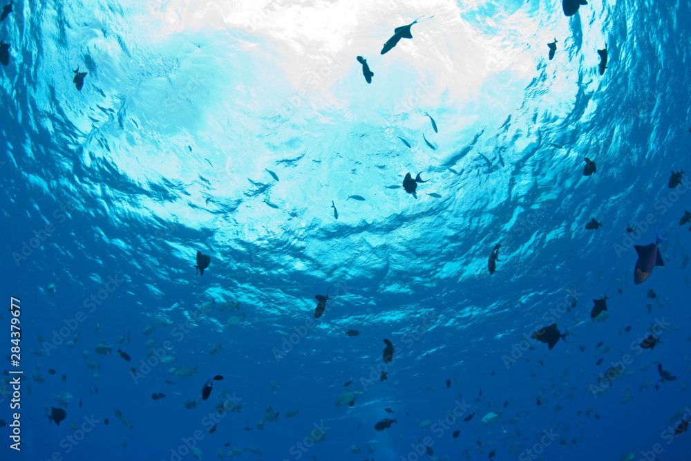 juvenile triggerfish, Pristine Scuba Diving at Tukang Besi/Wakatobi