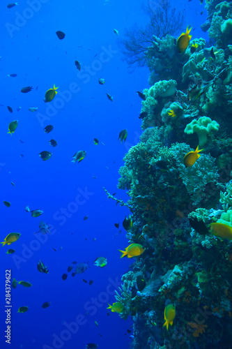 Fototapeta Naklejka Na Ścianę i Meble -  Pristine Scuba Diving at Tukang Besi/Wakatobi Archilpelago Marine Preserve, South Sulawesi, Indonesia, S.E. Asia