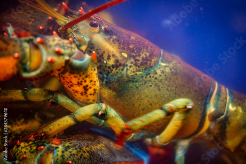 Lobster Seafood Tank photo