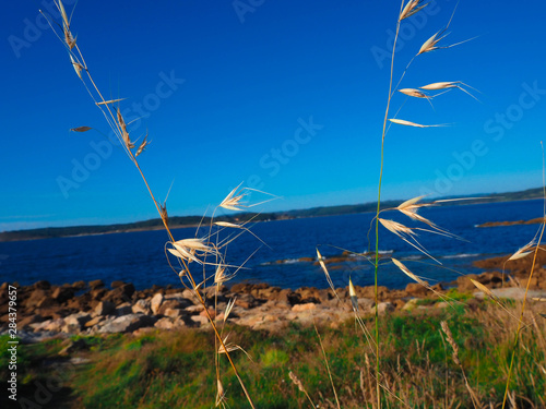 Wheat plant in the front surrounded by another vegetation as grass and flowers in front of the Atlantic ocean (north sea) in Galicia. 