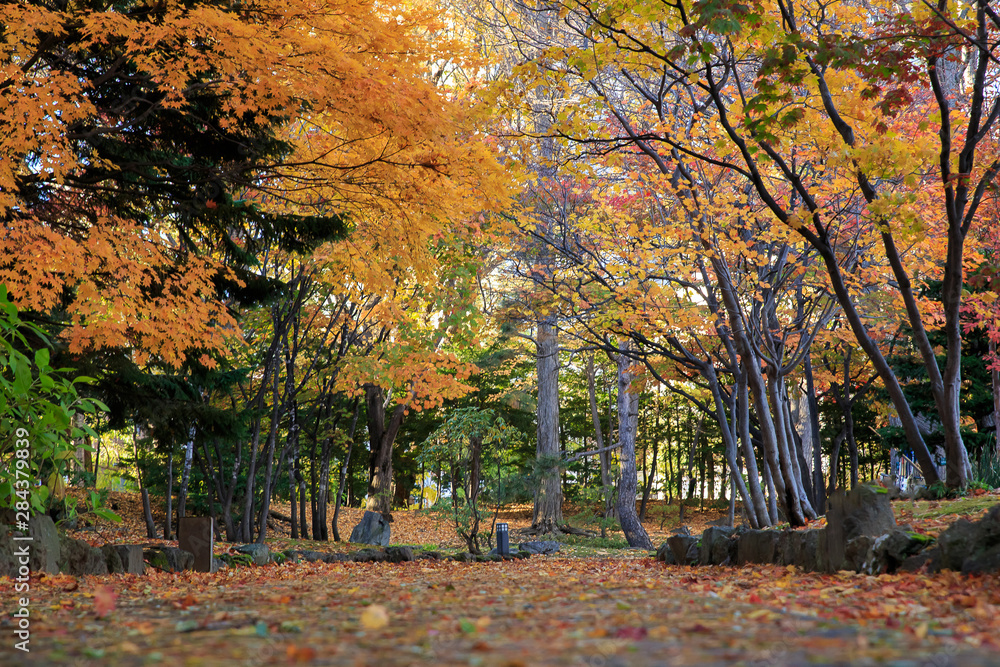 Sapporo City, Hokkaido, Japan - Oct. 29, 2018 : Autumn landscape at Nakajima Park, Sapporo City, Hokkaido, Japan.