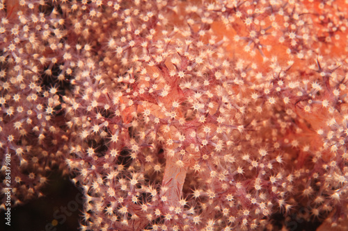 soft coral close up, Scuba Diving at Tukang Besi/Wakatobi Archipelago Marine Preserve, South Sulawesi, Indonesia, S.E. Asia