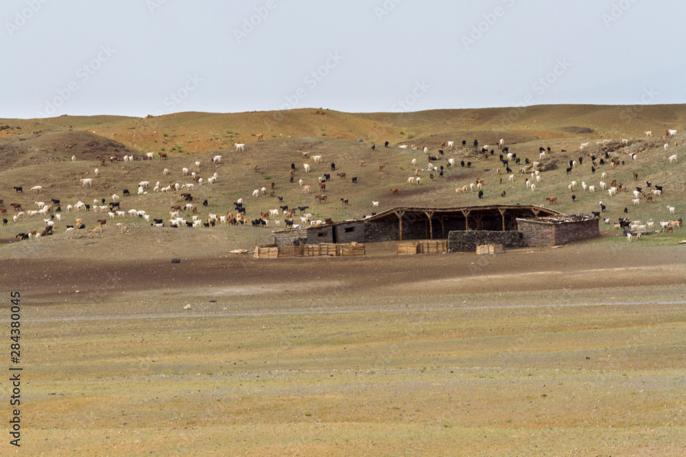 Goat Herd. Gobi Desert. Mongolia.