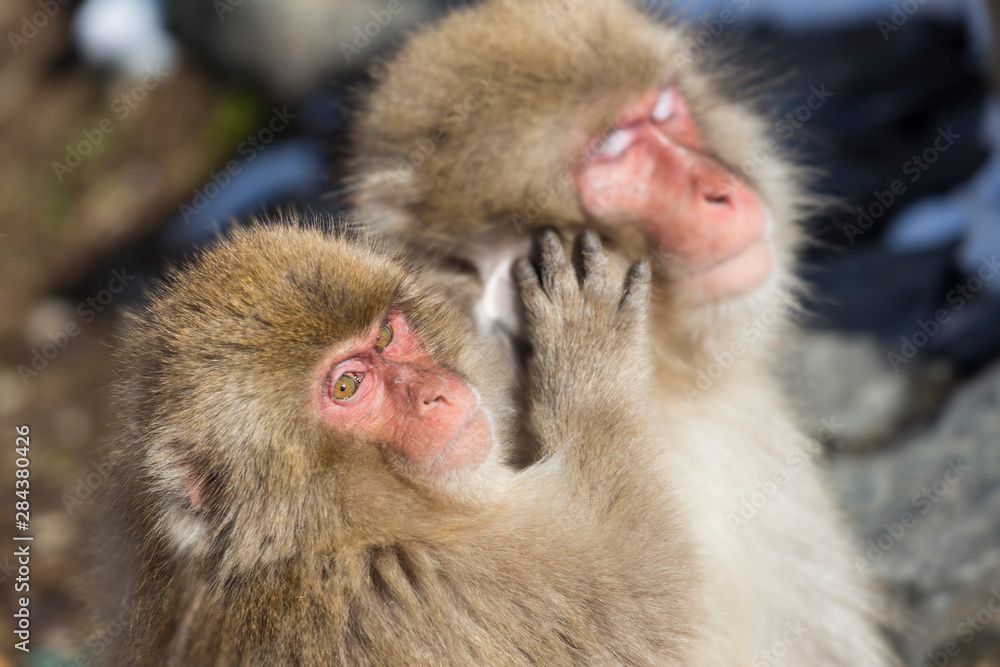 Fototapeta premium Snow monkeys wintering in Nagano, Japan.