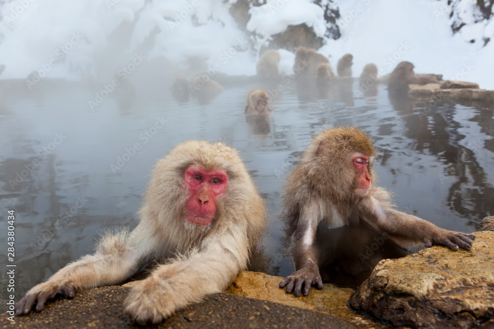 Japanese macaque (Macaca fuscata), Snow monkey, Joshin-etsu National Park, Honshu, Japan Japanese macaque (Macaca fuscata), Snow monkey, Joshin-etsu National Park, Honshu, Japan