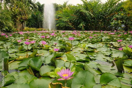 Photography Pink-purple colored lilies in a lily pond at the Orchid Garden at Lake Gardens p