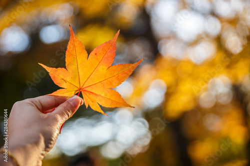 Human hand holding a red autumn maple leaves against the background of a blue sky with white clouds and maple tree. Vacation and travel concepts.