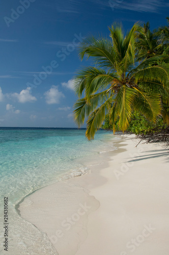 Fototapeta Naklejka Na Ścianę i Meble -  Maldives, North Male Atoll, Island of Kuda Bandos. Palm trees on white sand beach.