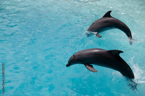Delfines en agua turquesa