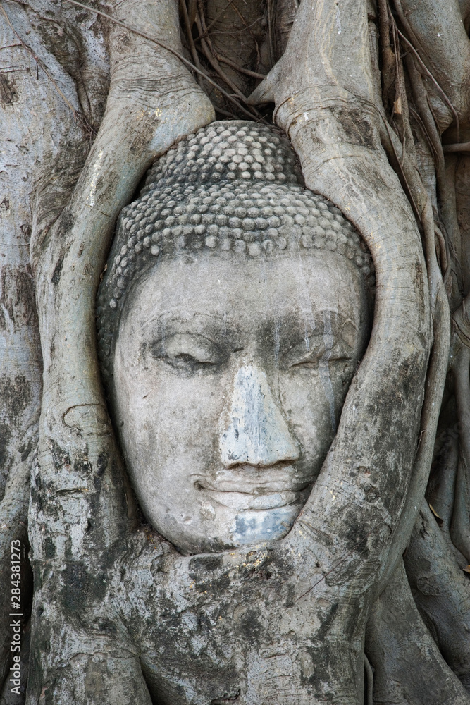 Sandstone head of Buddha surrounded by tree roots, Wat Yai Chaya Mongkol or The Great Temple of Auspicious Victory, Ayutthaya, Thailand