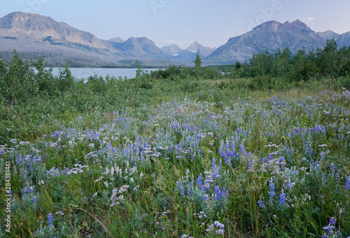 Wildflowers blooming along the shores of St Mary's lake in Glacier National Park