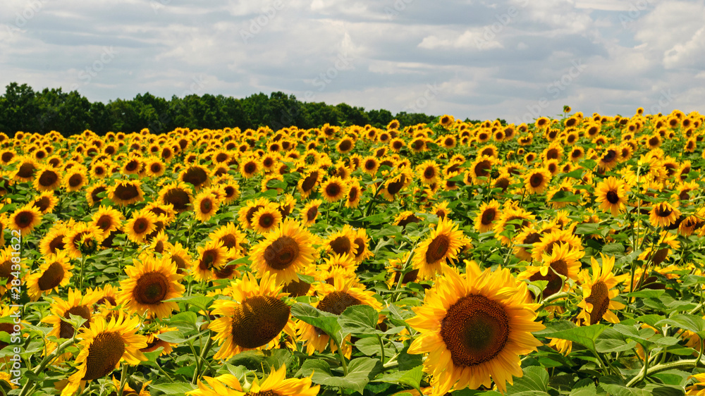 Obraz premium Big plantation of wonderful bright blooming sunflowers near forest on hot summer day