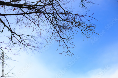 Trees without leaves in winter at a day with blue sky. Bare tree branches against the sky.