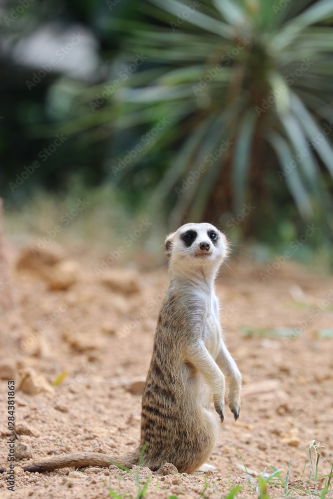 Fototapeta premium Close up Standing Meerkat on the ground