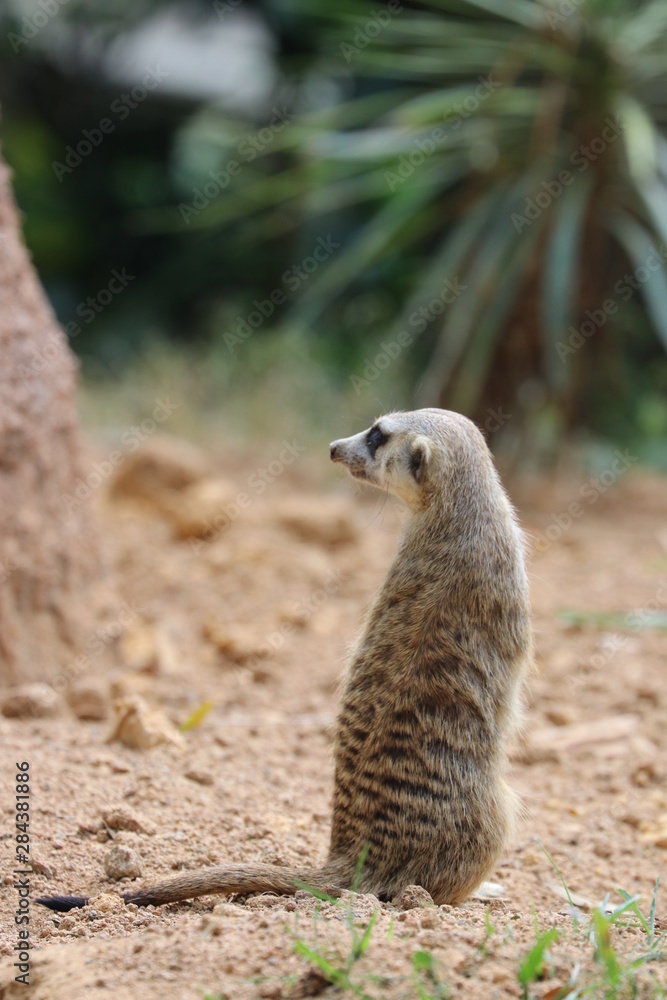 Fototapeta premium Close up Standing Meerkat on the ground