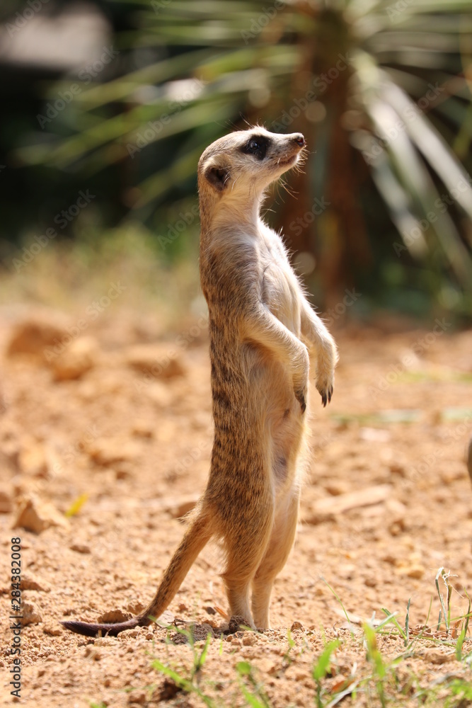 Fototapeta premium Close up Standing Meerkat on the ground