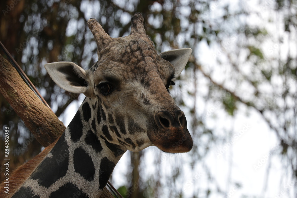 Fototapeta premium Close up Cute Giraffe Face