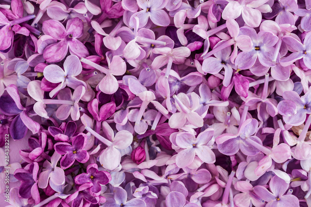 blooming lilac on a purple background