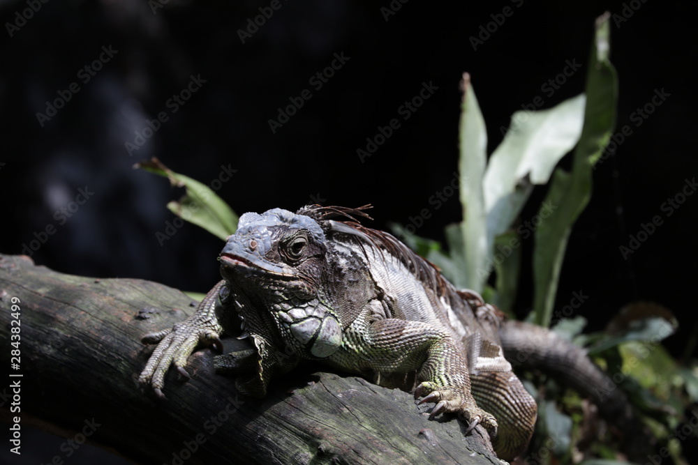 Obraz premium iguana on tree