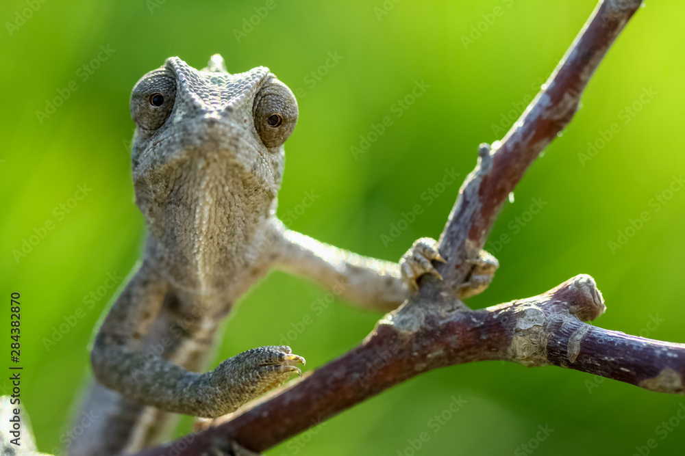 Fototapeta premium chameleon eyes