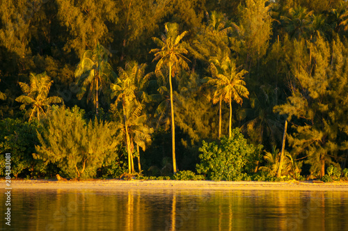 Palm trees with sunrise light at Moorea island in Tahiti French Polynesia