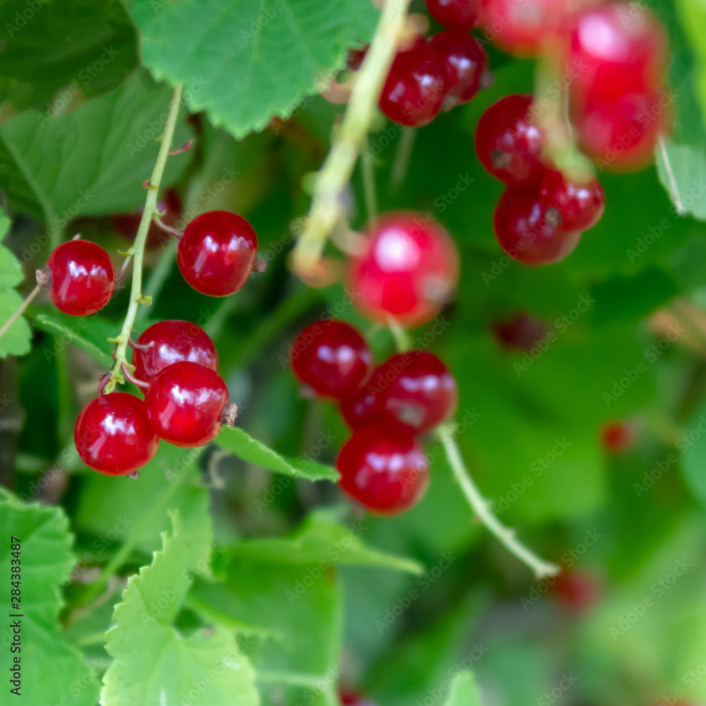 Red currant on a branch of a bush during summer on the local farm of Ontario, Canada square photo Red currant on a branch of a bush during summer on the local farm of Ontario, Canada square photo