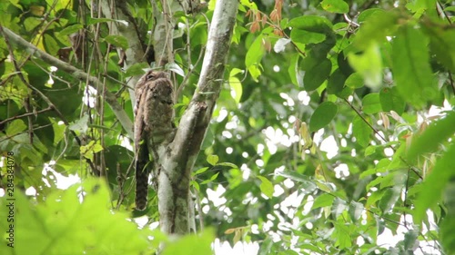 Common Potoo, Stick Bird in tree photo