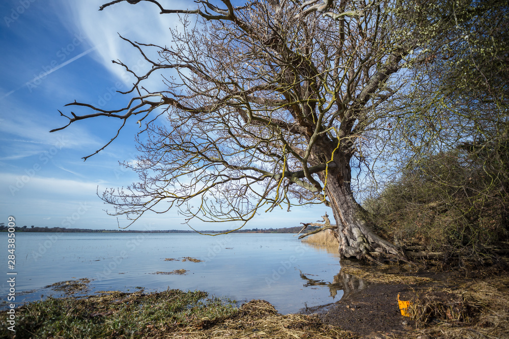 A rural river view of the river Deben in Suffolk. The view contains one tree on the river bank and is free from any people or boats on the river